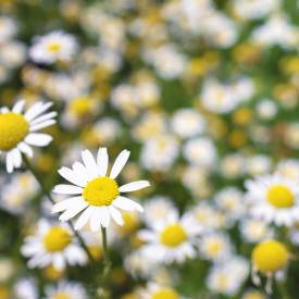 Chamomile German essential oil